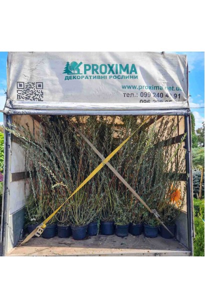 Ива пурпурная 